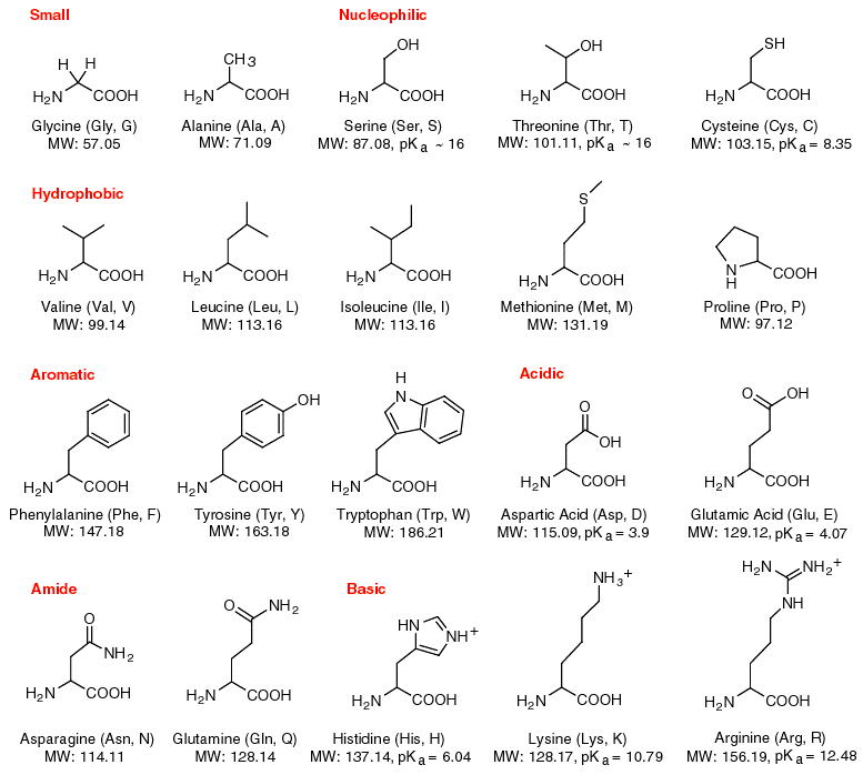 amino.gif (32751 bytes)